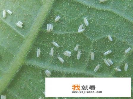 治腻虫最好的方法？