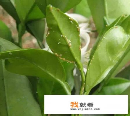 治腻虫最好的方法？