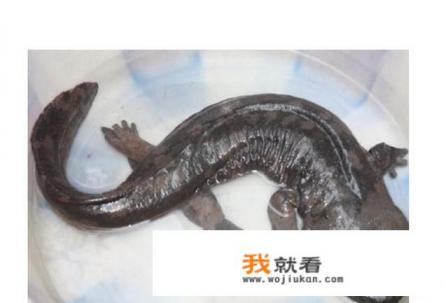 娃娃鱼是什么样子的图片? 娃娃鱼是什么样子的图片?