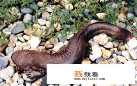 娃娃鱼是什么样子的图片? 娃娃鱼是什么样子的图片?