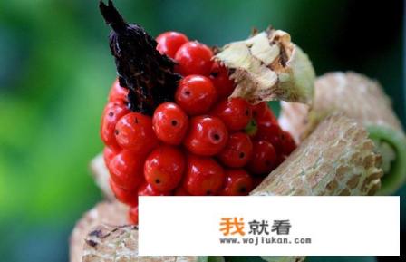 有一种叫“滴水观音”的花可否适合在家养？有讲究吗？