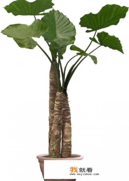 有一种叫“滴水观音”的花可否适合在家养？有讲究吗？