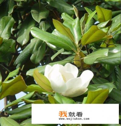 盆栽广玉兰能长多高,几年能开花？