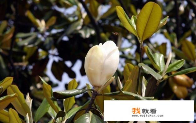 盆栽广玉兰能长多高,几年能开花？