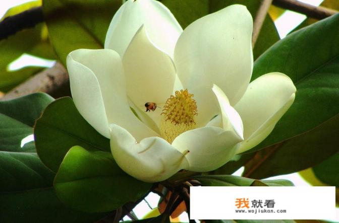 盆栽广玉兰能长多高,几年能开花？