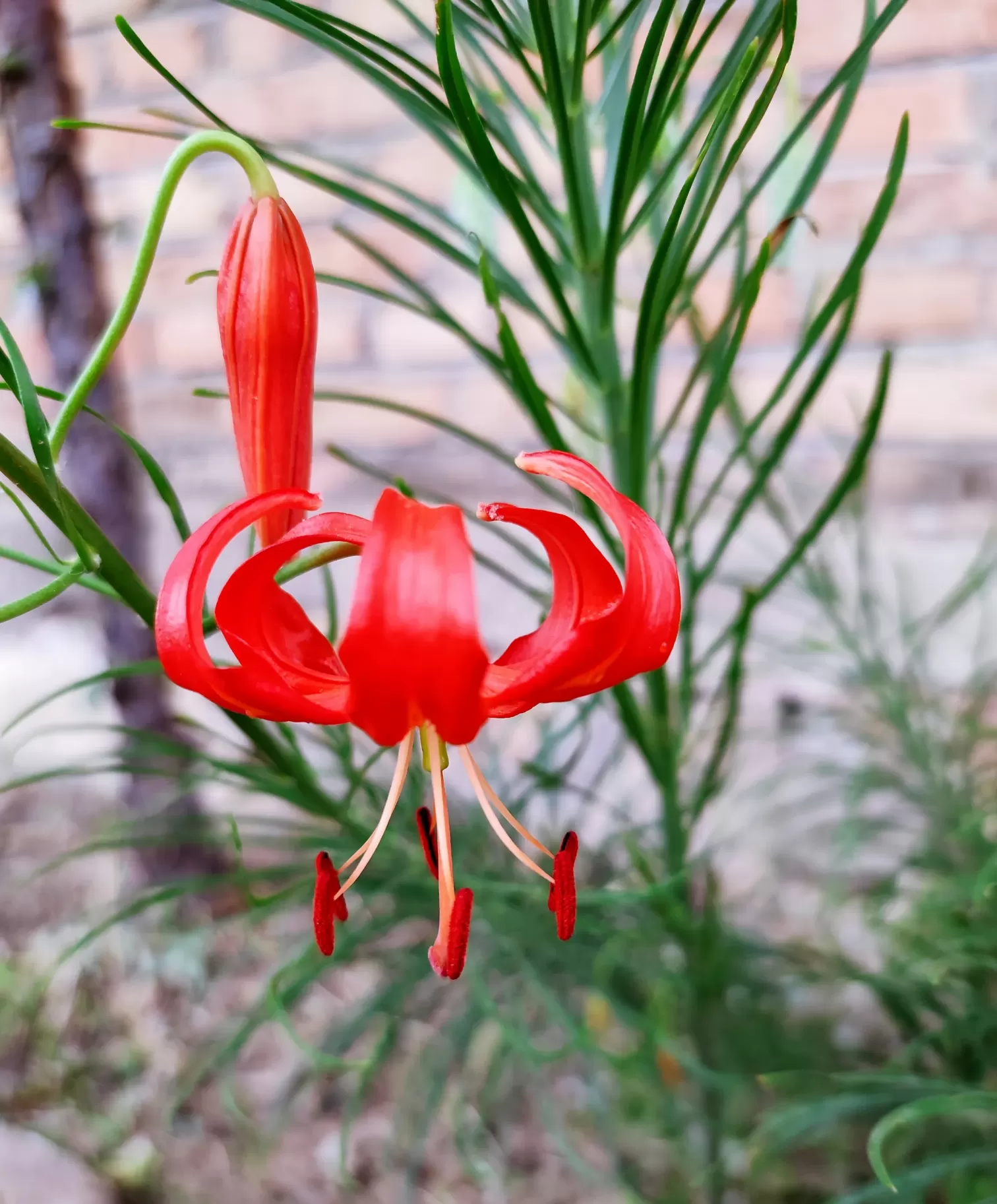 山丹丹花图片和曼陀罗花的对比？