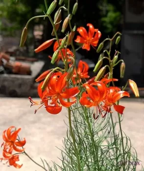 山丹丹花图片和曼陀罗花的对比？