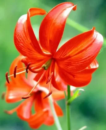 山丹丹花图片和曼陀罗花的对比？