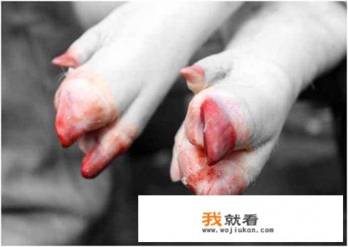 农村杀年猪时,敲掉的“猪趾甲”也有人捡回家,有什么用处吗? 农村杀年猪时,敲掉的“猪趾甲”也有人捡回家,有什么用处吗?