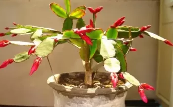 蟹爪兰怎样养? 蟹爪兰怎样养?