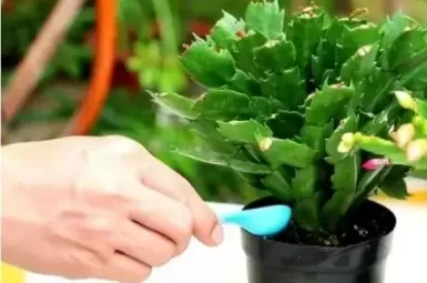 蟹爪兰怎样养? 蟹爪兰怎样养?