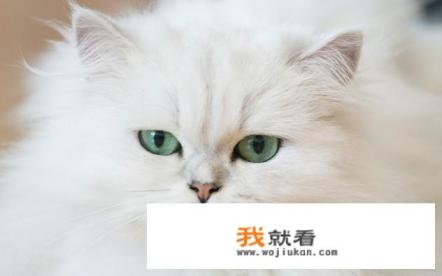 十大最干净最好养的猫波斯猫? 十大最干净最好养的猫波斯猫?