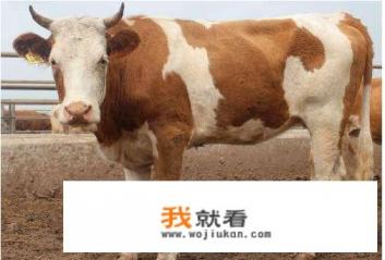 五牛图每个牛代表什么? 五牛图每个牛代表什么?