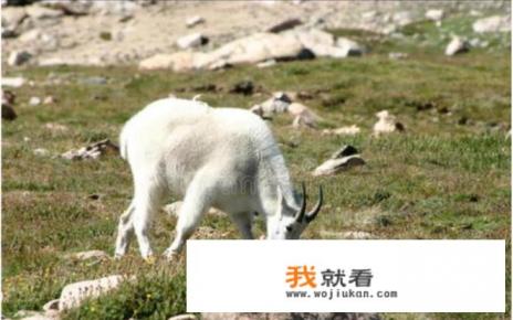 五牛图每个牛代表什么? 五牛图每个牛代表什么?