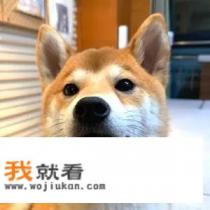 绿色虫子图片及名称? 绿色虫子图片及名称?