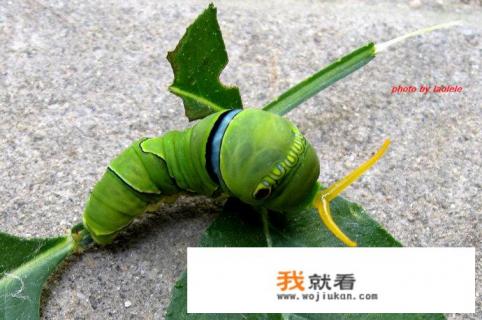 绿色虫子图片及名称? 绿色虫子图片及名称?
