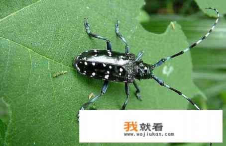 绿色虫子图片及名称? 绿色虫子图片及名称?