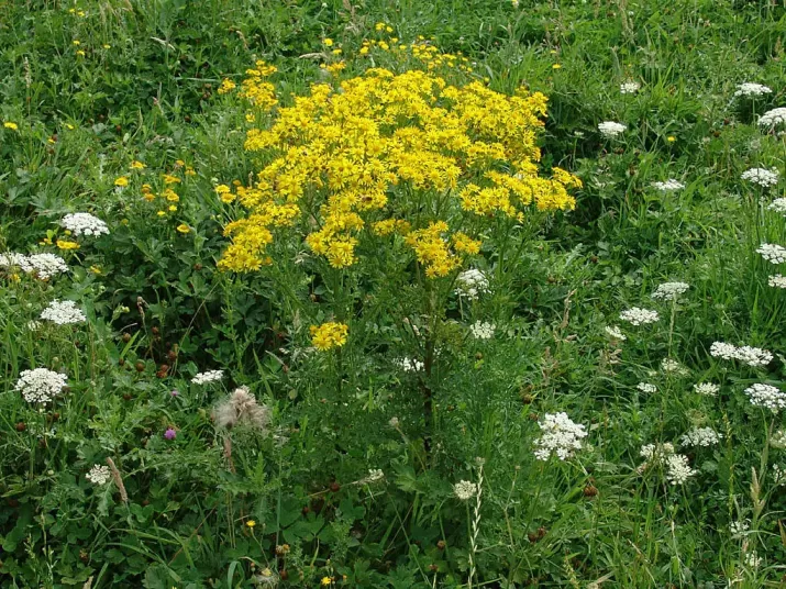 千里光如何鉴别? 千里光如何鉴别?