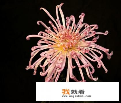 千里光如何鉴别? 千里光如何鉴别?