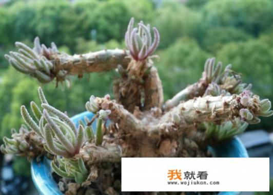 多肉有多少种品种,哪种最好看,哪种最好养? 多肉有多少种品种,哪种最好看,哪种最好养?