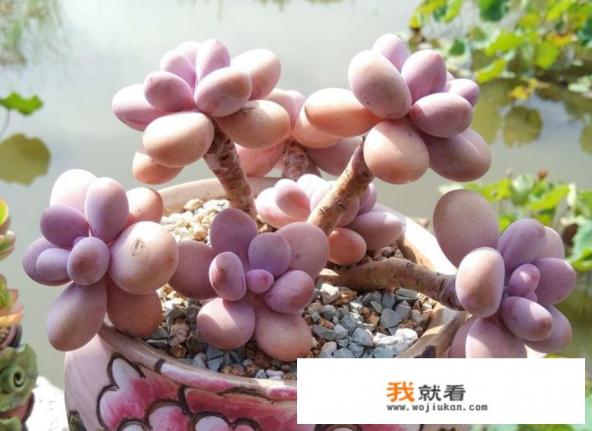 多肉有多少种品种,哪种最好看,哪种最好养? 多肉有多少种品种,哪种最好看,哪种最好养?