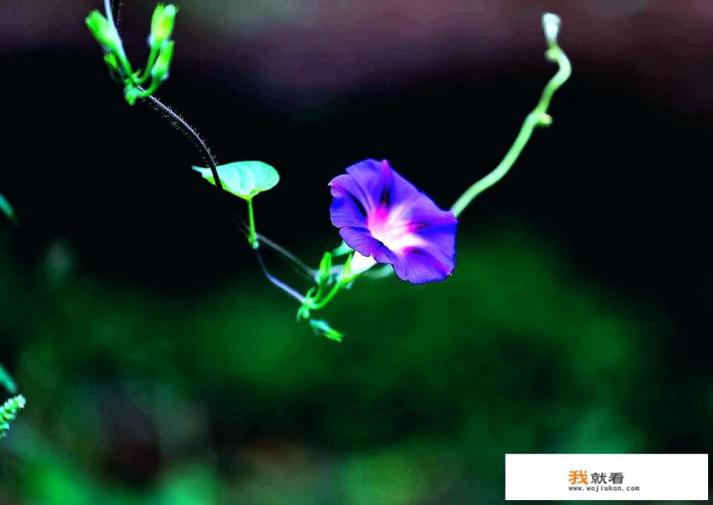 牵牛花的样子颜色和气味? 牵牛花的样子颜色和气味?