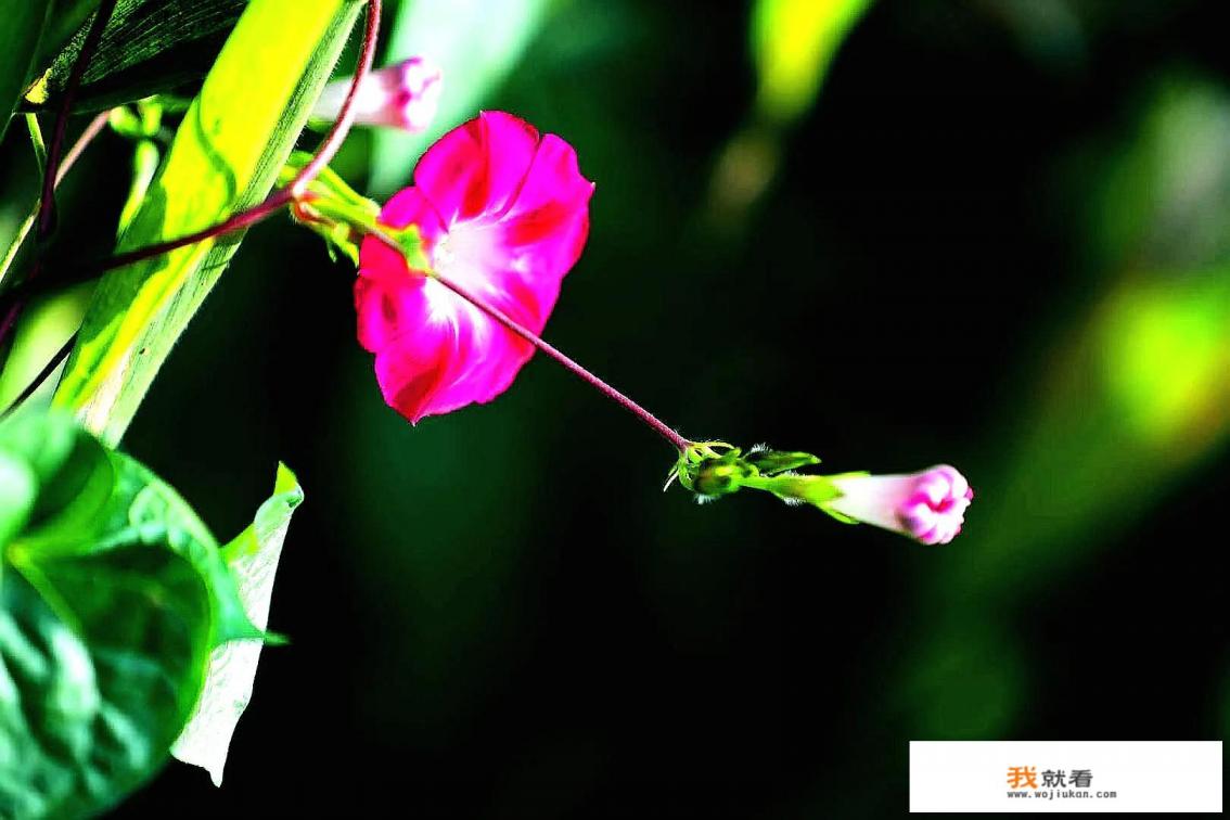 牵牛花的样子颜色和气味? 牵牛花的样子颜色和气味?