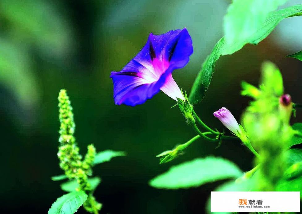 牵牛花的样子颜色和气味? 牵牛花的样子颜色和气味?