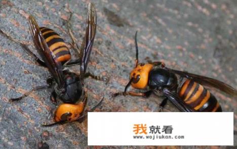 虎头蜂蜂蜜怎么样? 虎头蜂蜂蜜怎么样?