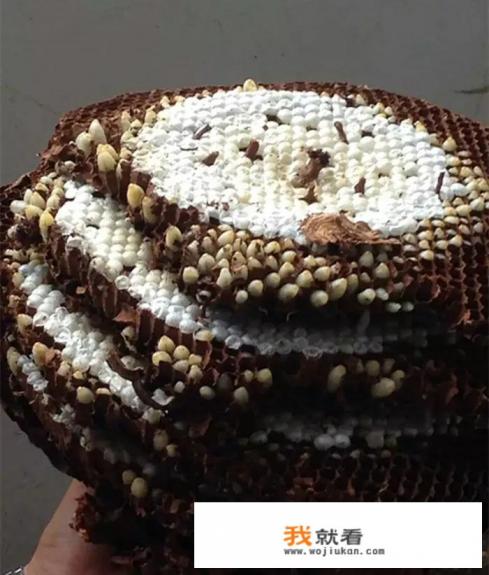 虎头蜂蜂蜜怎么样? 虎头蜂蜂蜜怎么样?