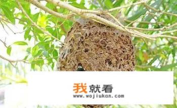 虎头蜂蜂蜜怎么样? 虎头蜂蜂蜜怎么样?