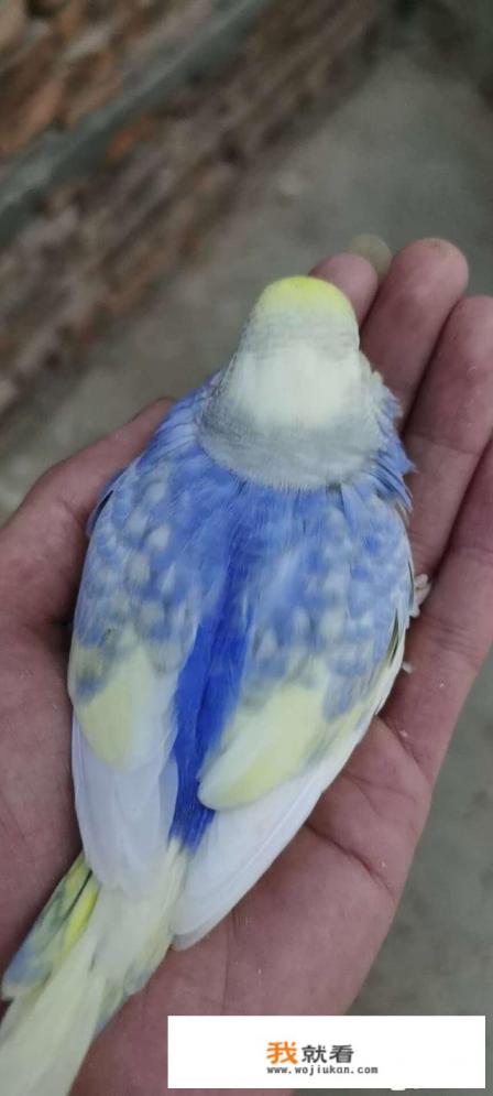 刚买了一只虎皮鹦鹉,应该怎么饲养?详细些? 刚买了一只虎皮鹦鹉,应该怎么饲养?详细些?