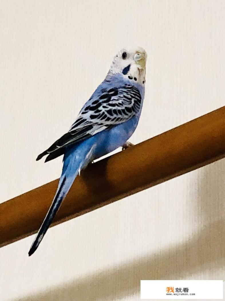 刚买了一只虎皮鹦鹉,应该怎么饲养?详细些? 刚买了一只虎皮鹦鹉,应该怎么饲养?详细些?