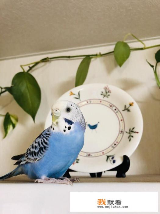 刚买了一只虎皮鹦鹉,应该怎么饲养?详细些? 刚买了一只虎皮鹦鹉,应该怎么饲养?详细些?