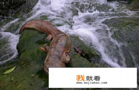 娃娃鱼是什么动物？