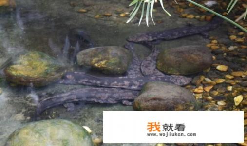 娃娃鱼是什么动物？