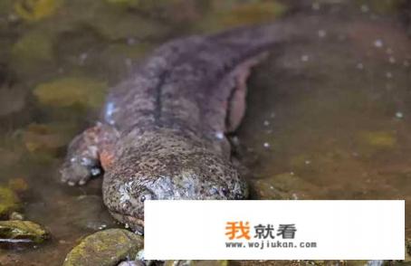 娃娃鱼是什么动物？