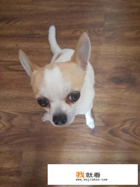 狗狗舔主人脚是什么原因? 狗狗舔主人脚是什么原因?