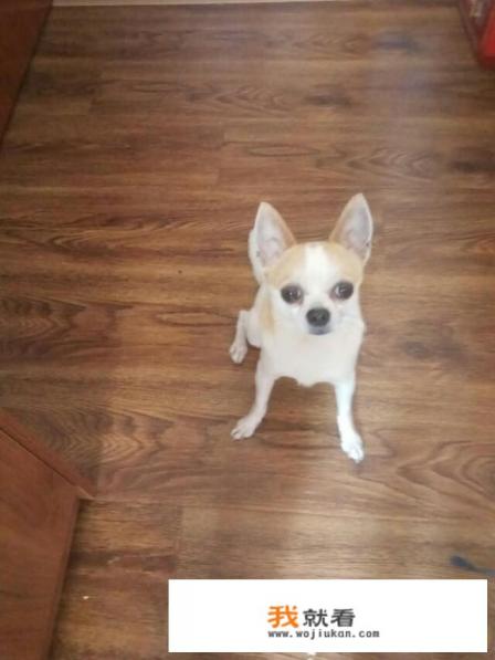 狗狗舔主人脚是什么原因? 狗狗舔主人脚是什么原因?