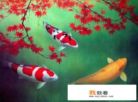 鲫鱼和锦鲤有什么区别? 鲫鱼和锦鲤有什么区别?