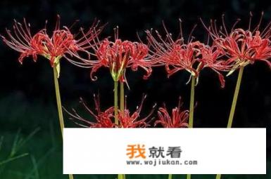彼岸花的图片和寓意? 彼岸花的图片和寓意?