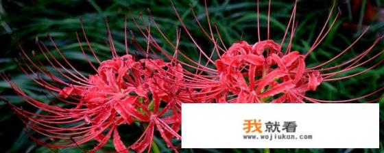 彼岸花的图片和寓意? 彼岸花的图片和寓意?