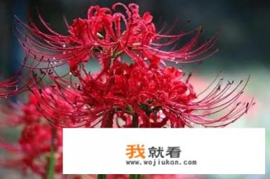 彼岸花的图片和寓意? 彼岸花的图片和寓意?