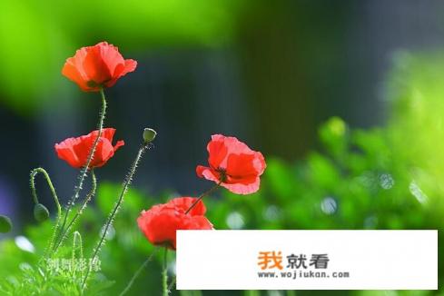 李煜的虞美人为什么叫虞美人? 李煜的虞美人为什么叫虞美人?