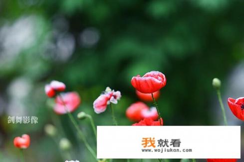 李煜的虞美人为什么叫虞美人? 李煜的虞美人为什么叫虞美人?