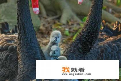 长隆欢乐世界在广州那里? 长隆欢乐世界在广州那里?