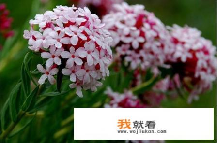 狼毒花把她老婆杀了,你觉得他做的对不对? 狼毒花把她老婆杀了,你觉得他做的对不对?