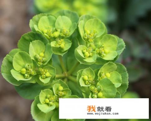 狼毒花把她老婆杀了,你觉得他做的对不对? 狼毒花把她老婆杀了,你觉得他做的对不对?