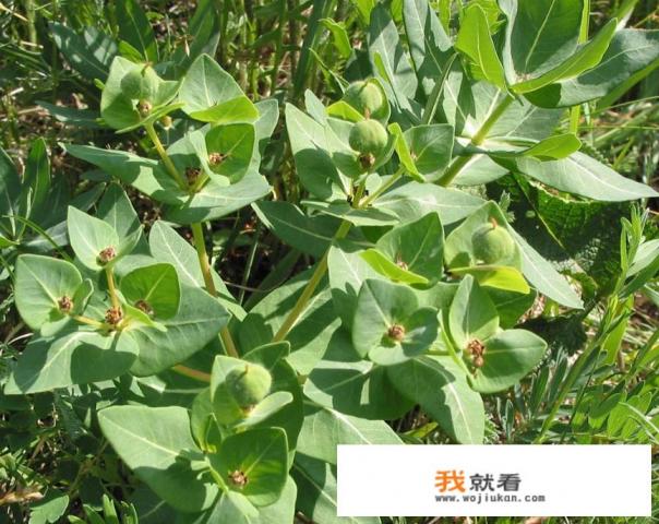 狼毒花把她老婆杀了,你觉得他做的对不对? 狼毒花把她老婆杀了,你觉得他做的对不对?