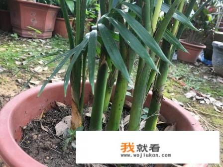 散尾葵怎样进行分株?需要注意什么? 散尾葵怎样进行分株?需要注意什么?